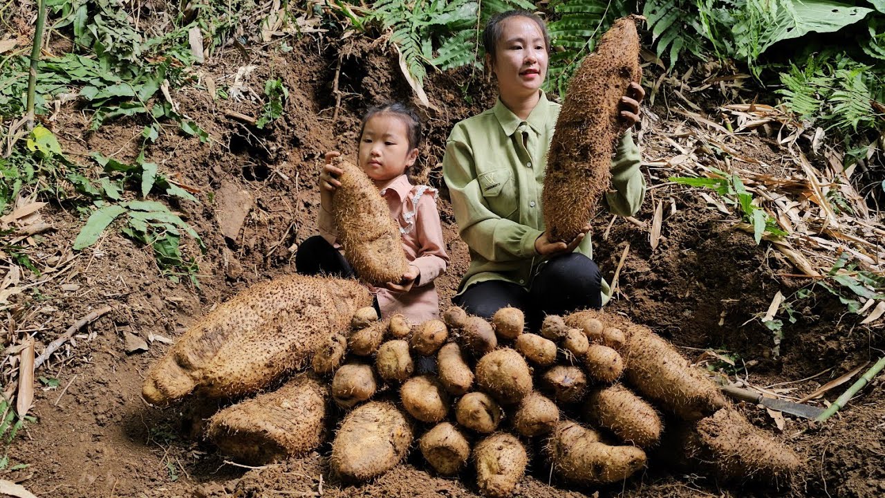 A lucky morning harvest a full basket yams to sell with my daughter | Tương Thị Mai