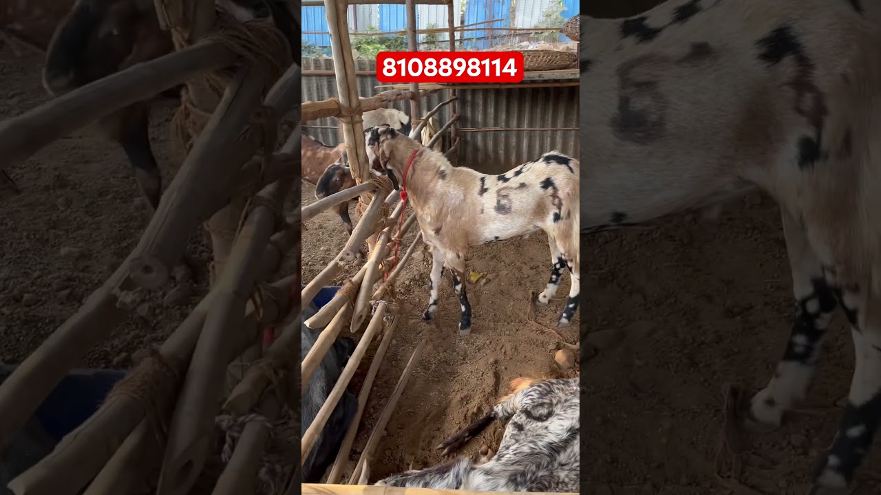 Andul Goat For Sale In Mira Road Mumbai #shorts