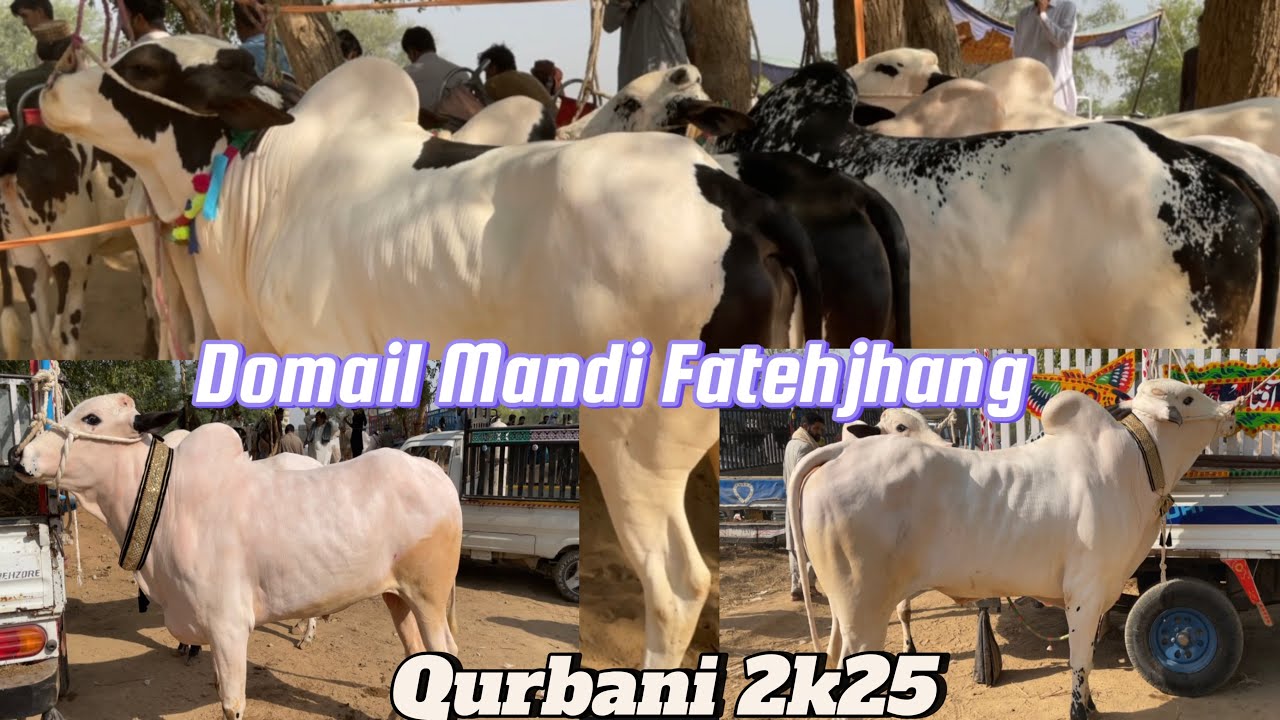 Domail Mandi Fatehjhang|| 2025  || Cattle farming Pakistan || Rwp/ Isl || EidulAdha 2025||