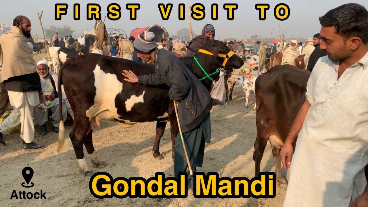 Exploring Gondal Mandi Attock 30‐12‐2024 | First Vlog! | High Milking Cows