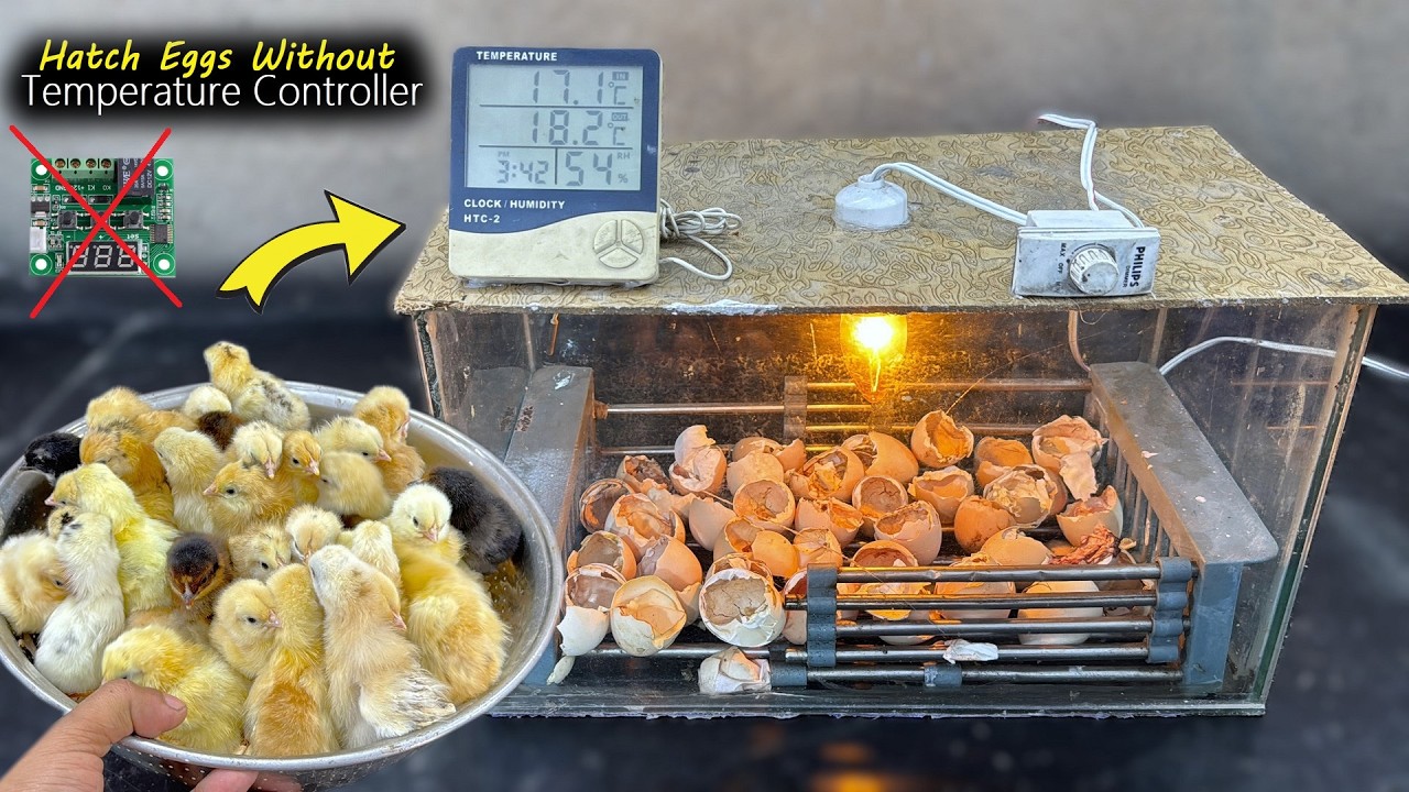 Egg hatching Without Any Temperature Controller - Hatch Chicks at home - Egg Incubator