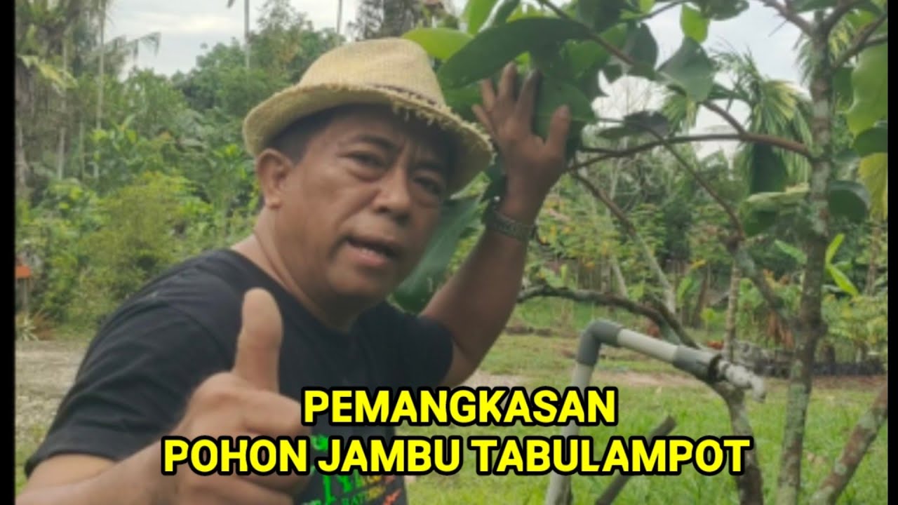 CARA PEMANGKASAN POHON JAMBU MADU TABULAMPOT