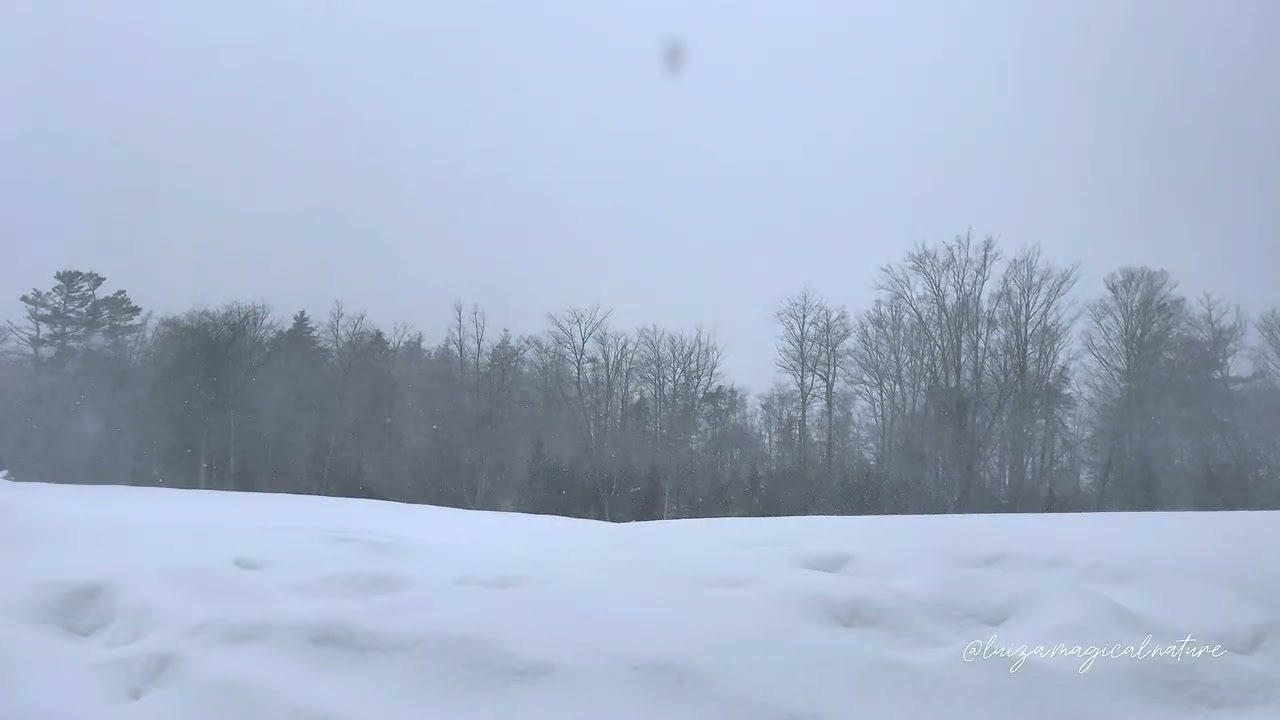 Peaceful Snowfall & Winter Blizzard | 30 Minutes of Calm Snowstorm Sounds for Relaxation