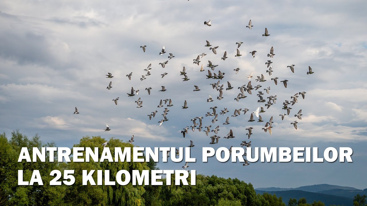 Antrenamentul Porumbeilor La 25 Kilometri