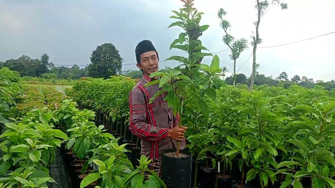 Update Stok Bibit Alpukat di Pembibitan Prabu Farm Blitar 👍🏻 Sabtu, 17 Januari 2026.