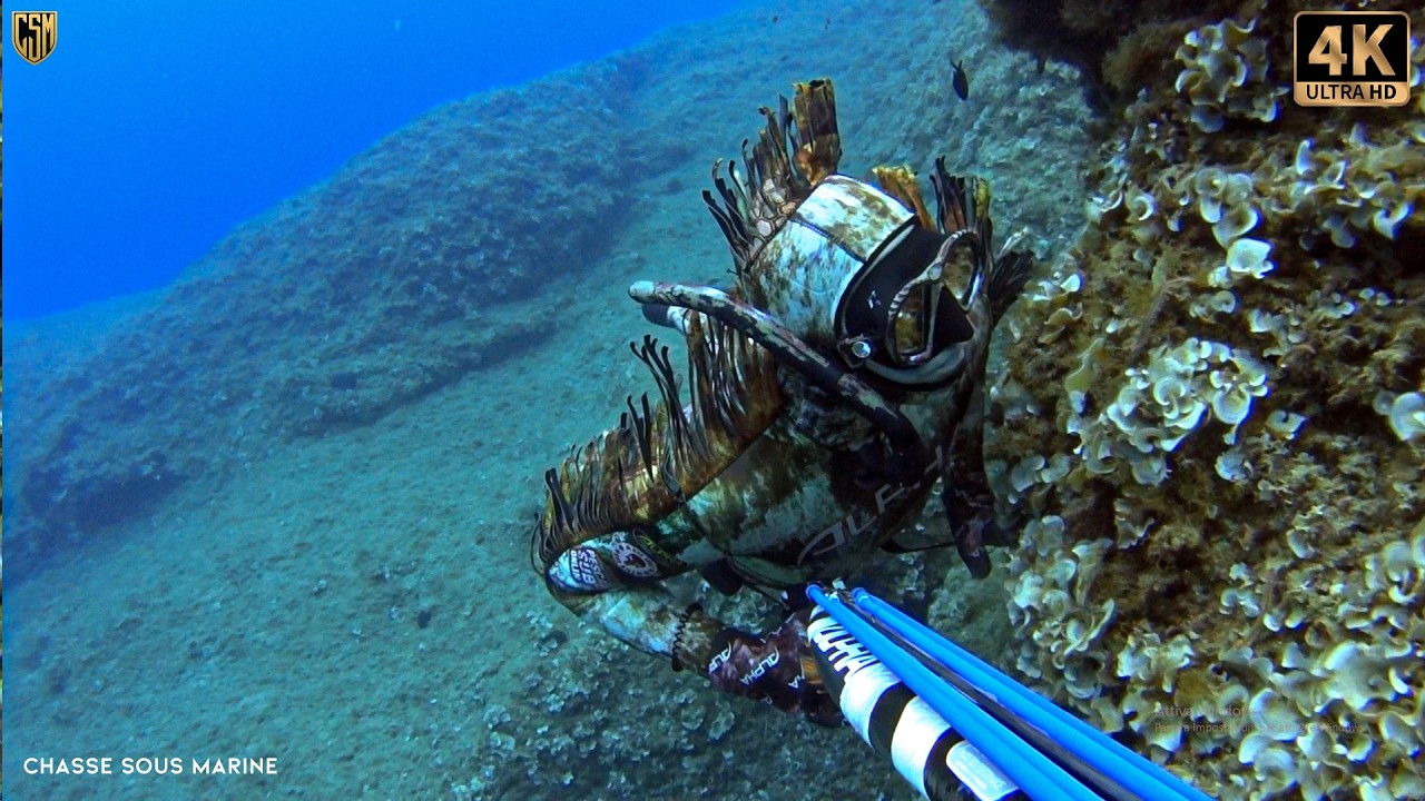 CHASSE SOUS MARINE Denti énorme Seriole Chasse petit fond Peche sous marine méditerranée
