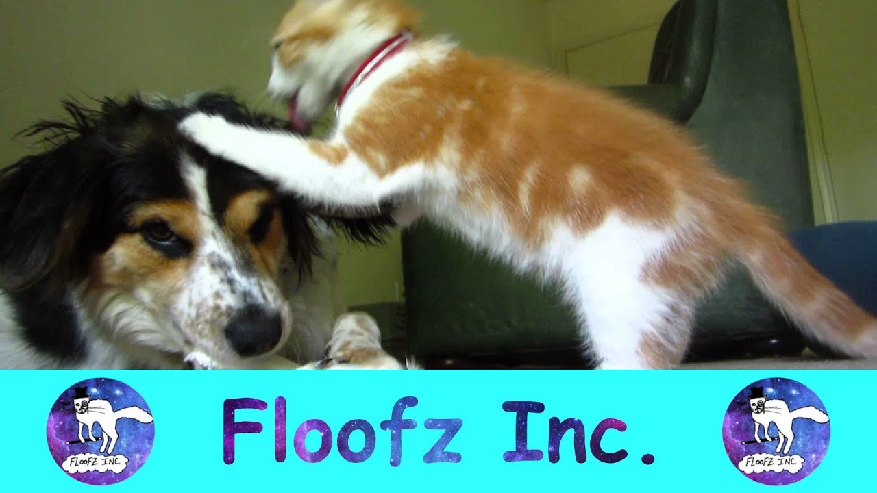 The Cutest Puppies and Kittens Playing Together!