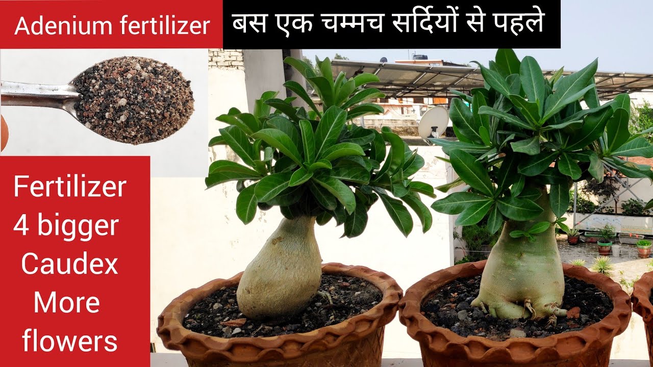 Best Adenium care fertilizer for more flowers n bigger caudex, Adenium flowering booster fertilizer