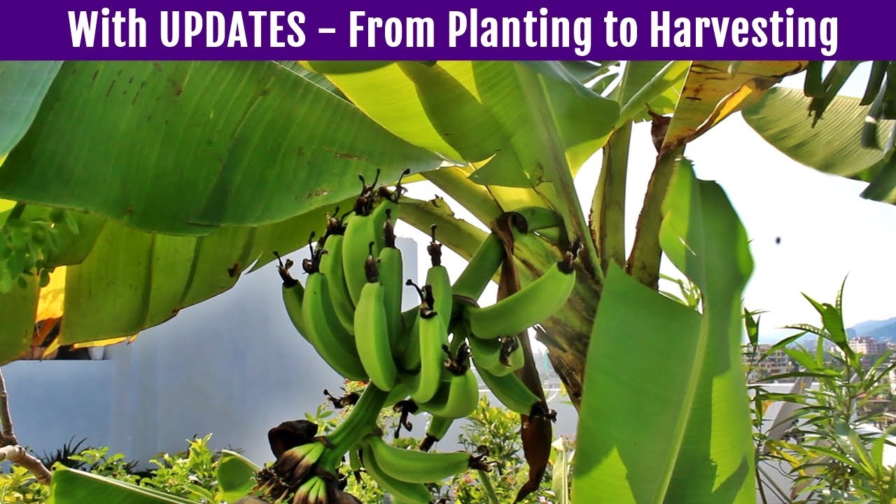 How To Grow BANANA Tree in POT?