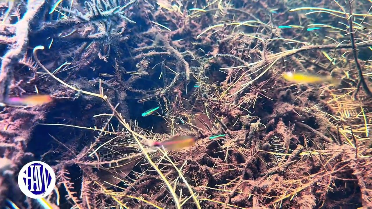 Wild Tetras in Puerto Inirida, Colombia
