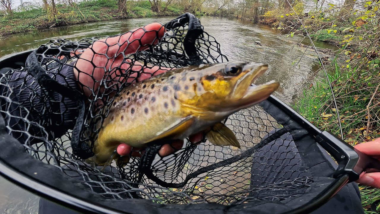 [Trout Fishing] Осенняя Ручьевая Форель 4K