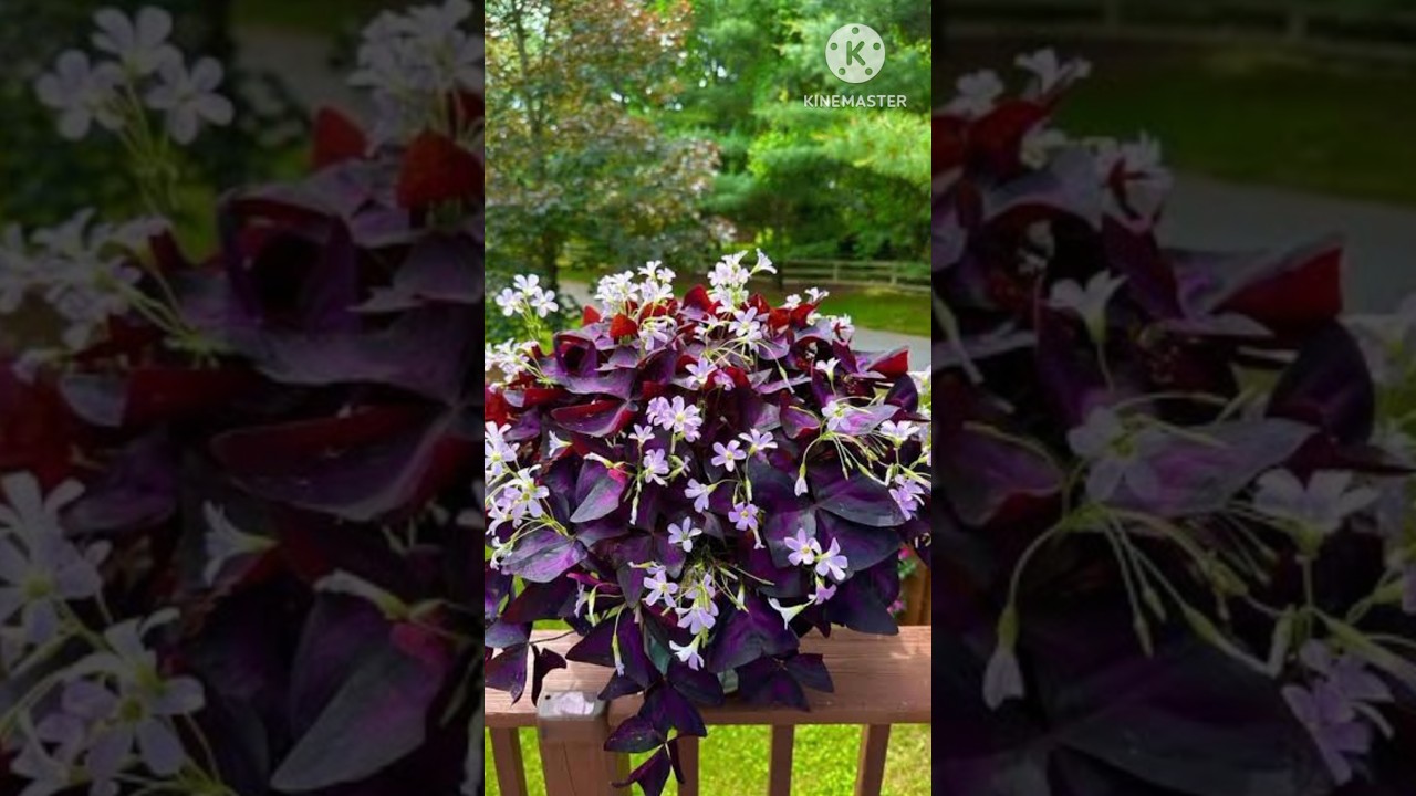 10 Stunning Plants With Purple Foliage To Add Drama To Your Garden #plants #summer #vibes #shorts
