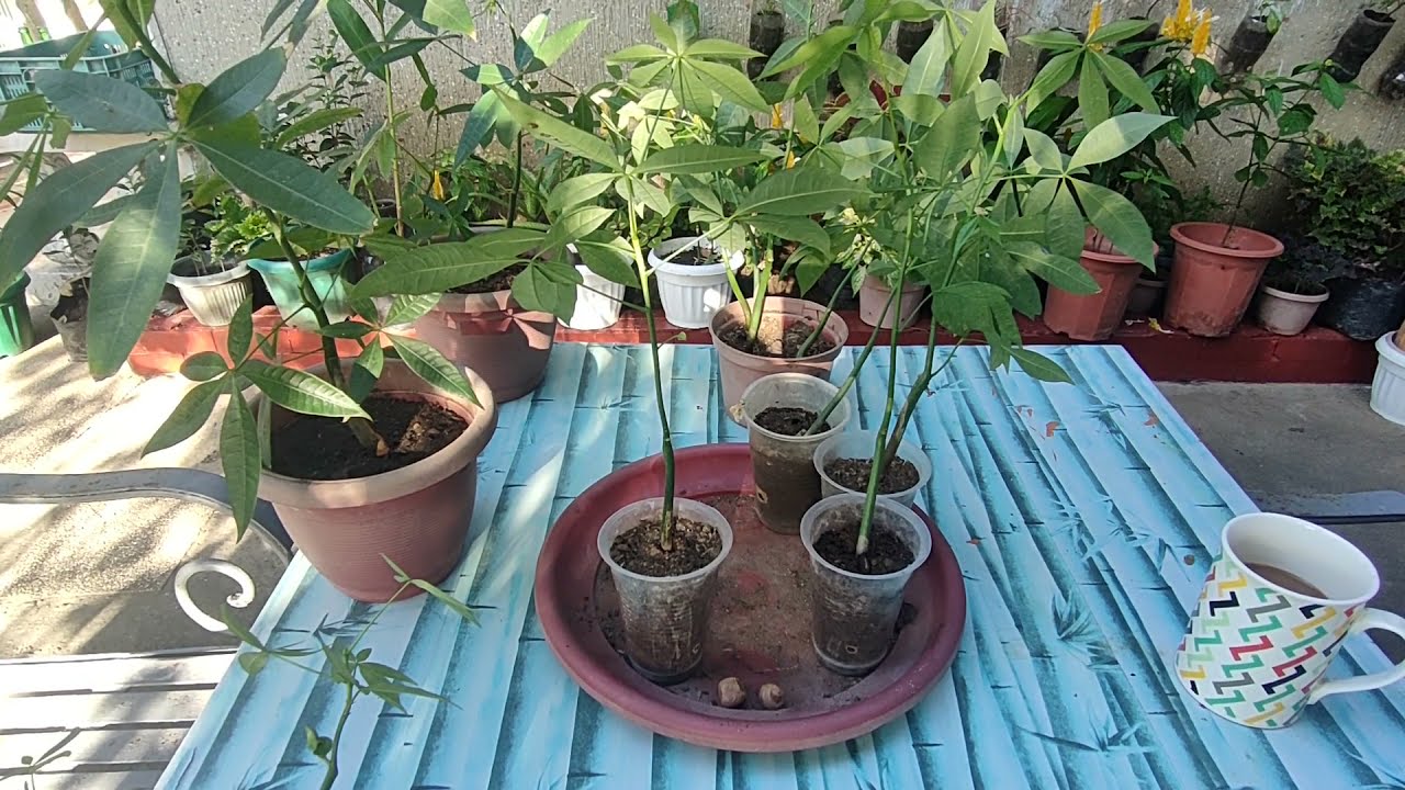 Paano mag Tirintas (Braiding) ng Money Tree Seedlings - Easy to follow tutorial.