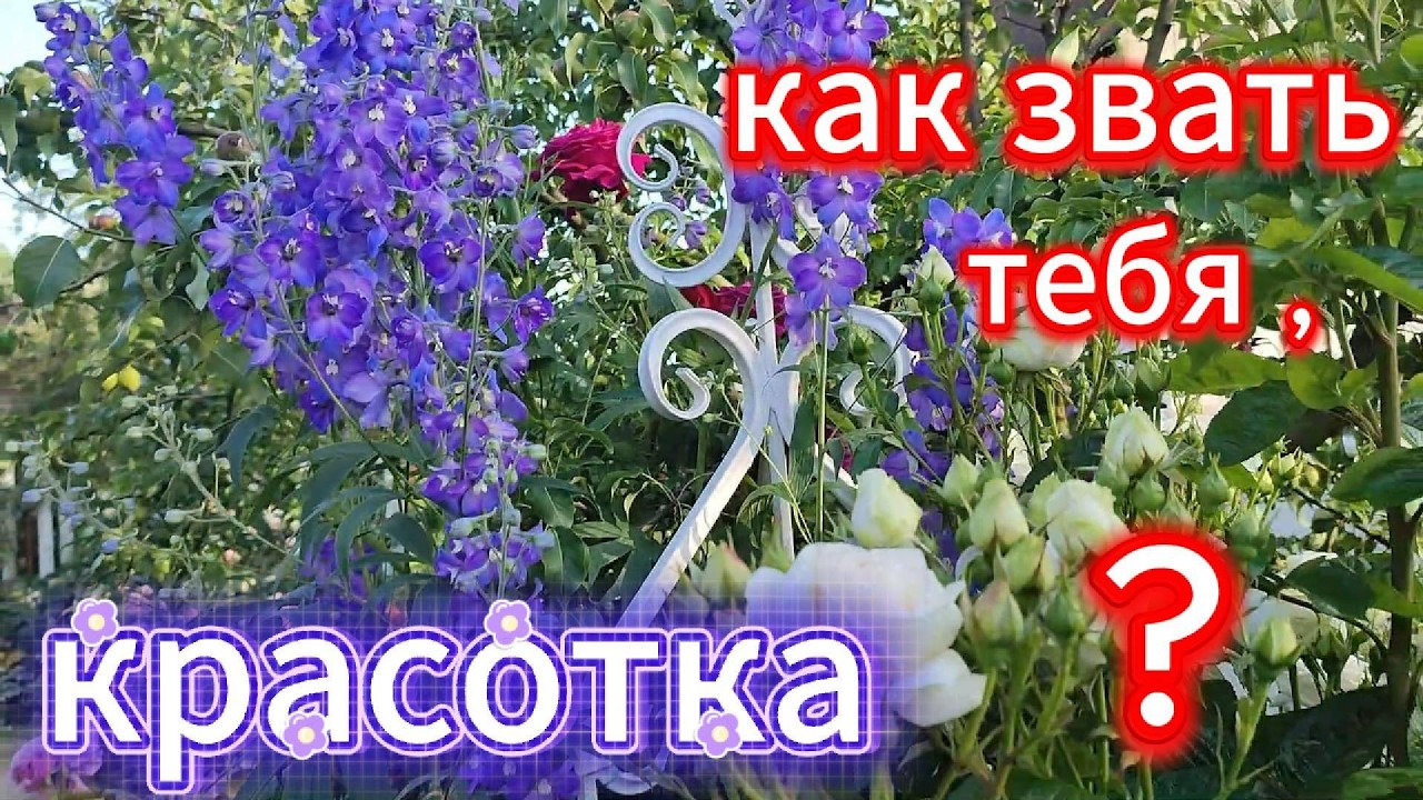 Еще  никто не смог определить !