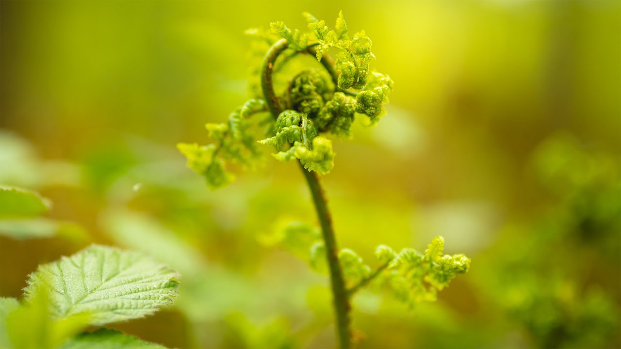 POV Woodland Photography & Nikon Z6 Image Gallery