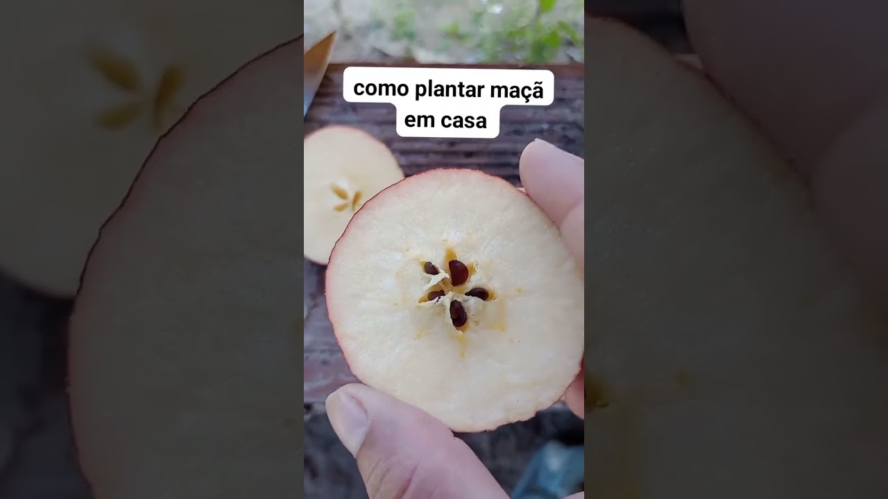 como plantar ma&ccedil;&atilde; em vaso #como #plantar #maca #dicas #hortaorg&acirc;nica