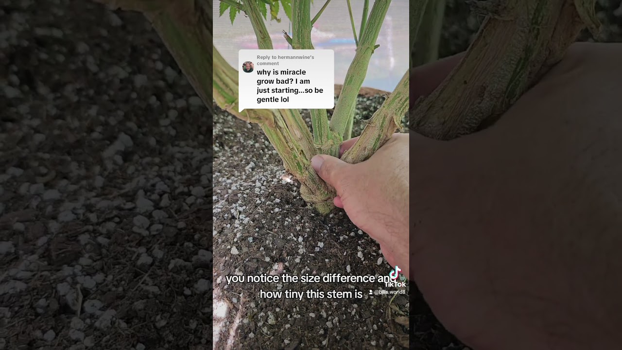 Say No To Miracle Grow #garden #realtalk #420 #Zaza #cannabis #soil