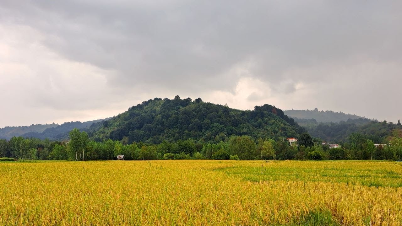 🌾 Peaceful Autumn Rice Fields in the Village | Calm Ambience for Relaxation, Sleep & Focus 🌿