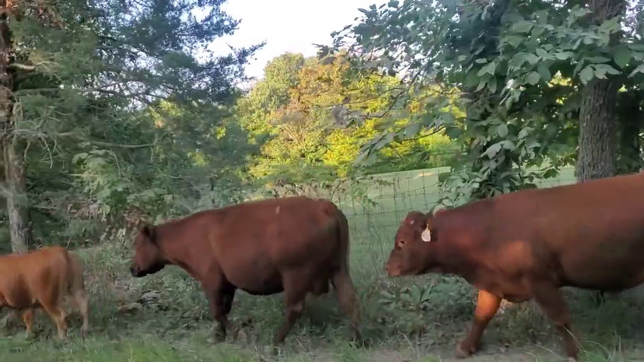 Greg details how to make money in the grazing business.