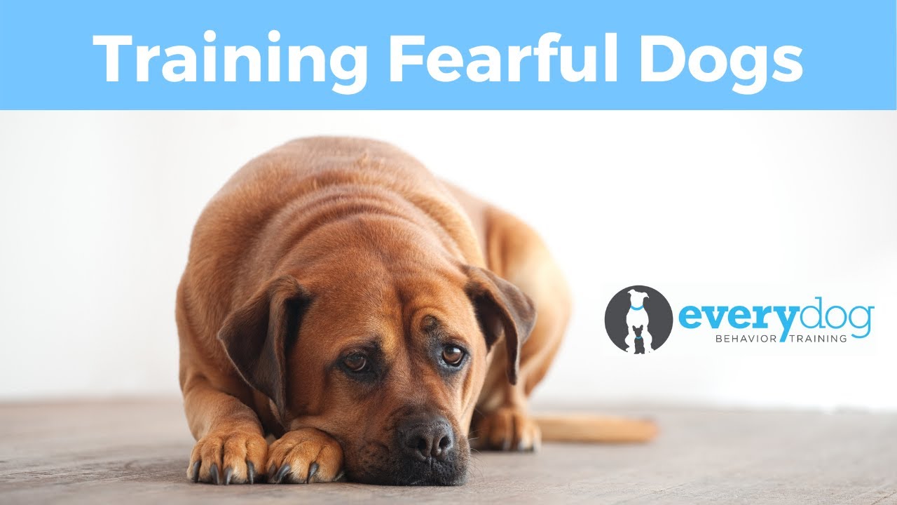 Fearful Dogs- How to Train and Build Confidence (and What NOT to Do!)