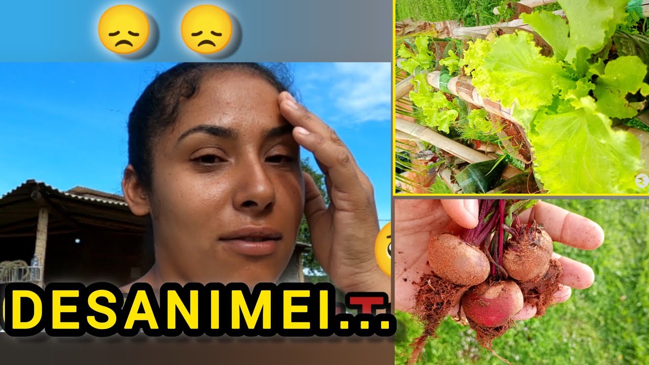 Estou desanimada!um desabafo + o milho hidropônico nasceu!🌱”