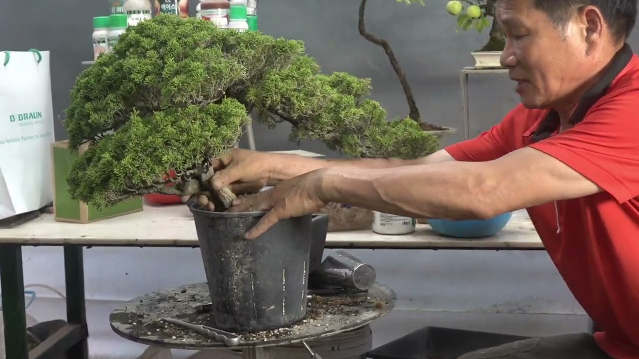 햠나무 연근 만들기/수형이 애매한 나무를 취목하기