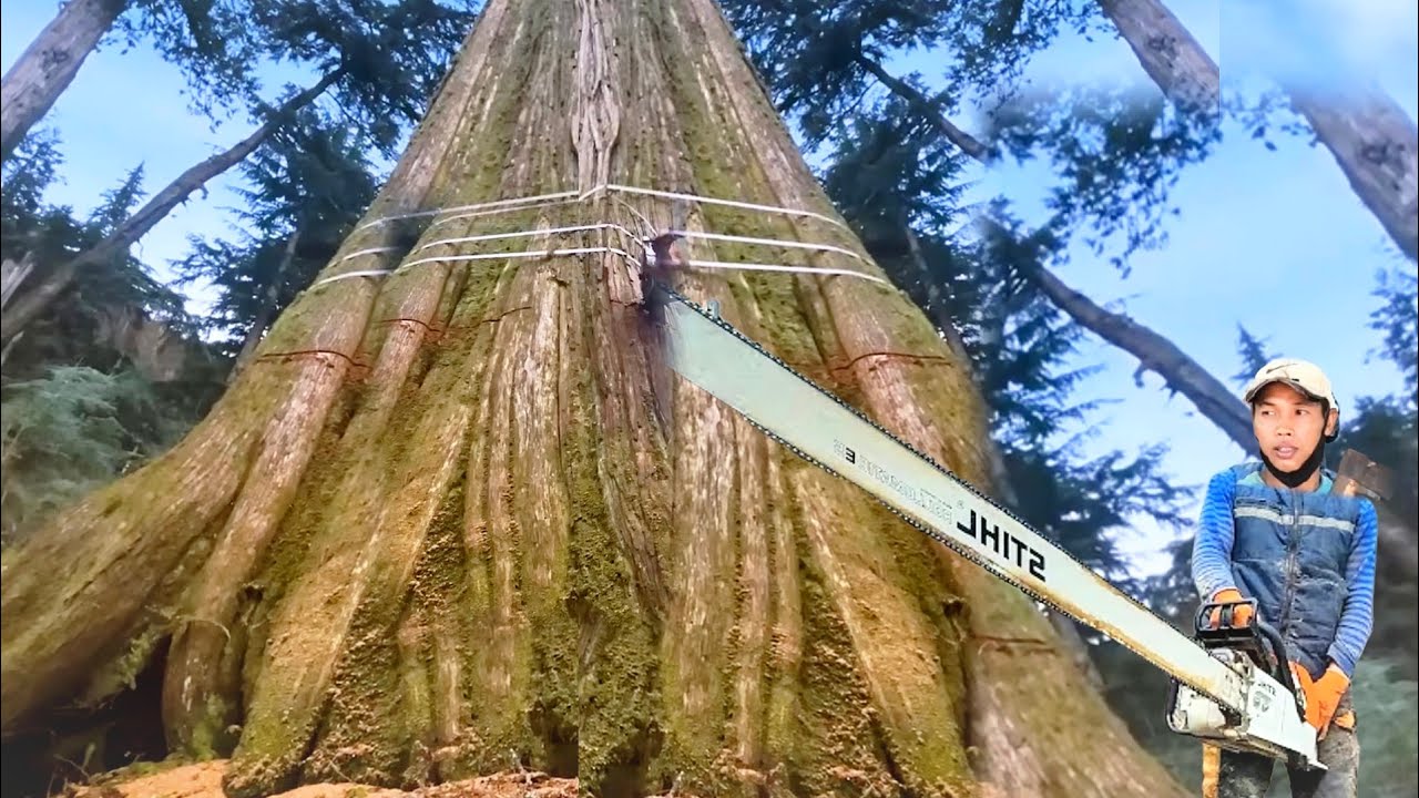 Keterampilan seorang pria menebang kayu besar tercepat dan berbahaya! Lihat apa yang terjadi?