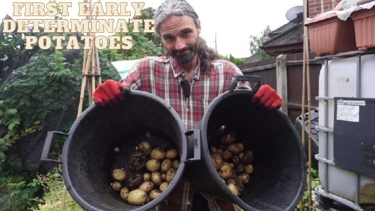 Homegrown Potatoes In Diy Compost - First Harvest Success!
