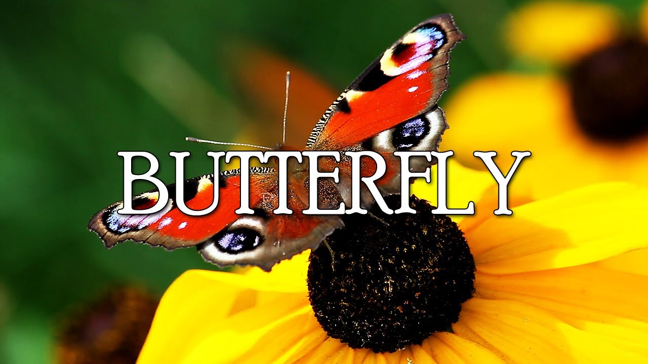 Beautiful Butterfly WONDERS 🌿 Monarch Painted Lady Buckeye Swallowtails Peacock & Relax Piano Music