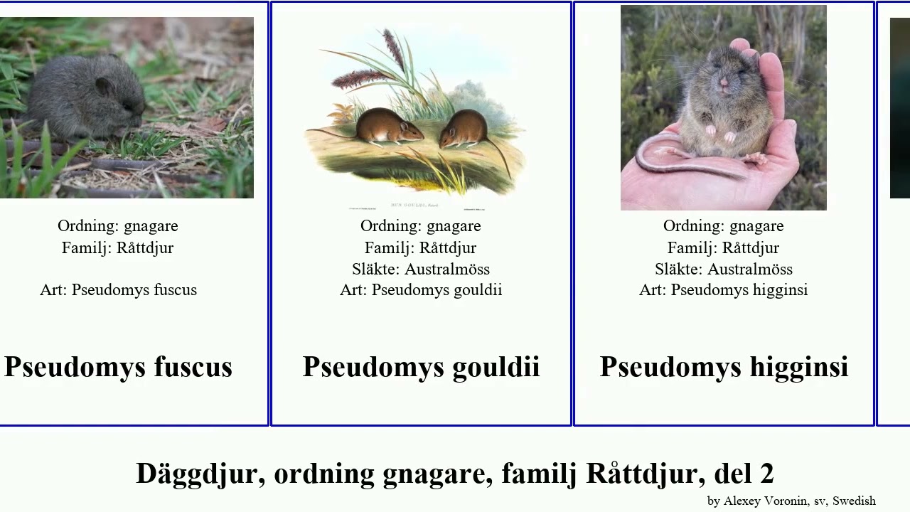 D&auml;ggdjur, ordning gnagare, familj R&aring;ttdjur, del 2 pseudomys mus notomys rattus alexis mammal m&ouml;ss