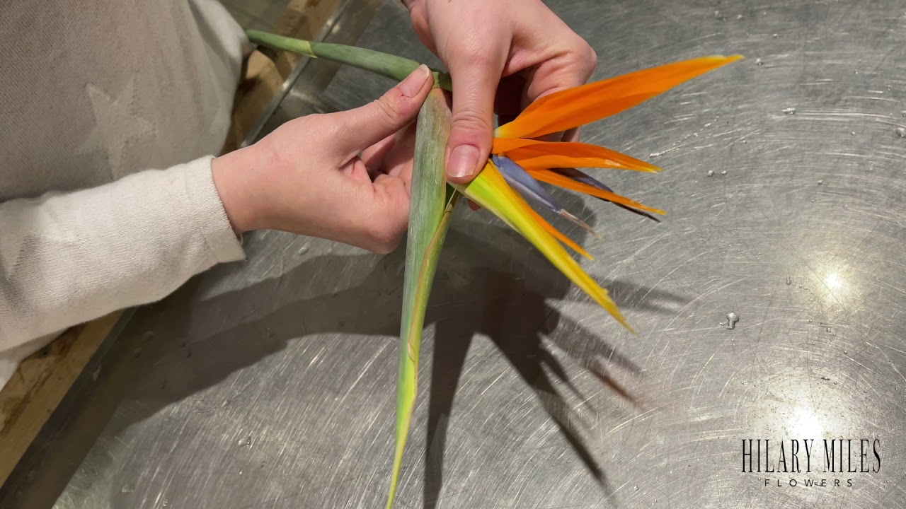 How to open Birds of Paradise Plants