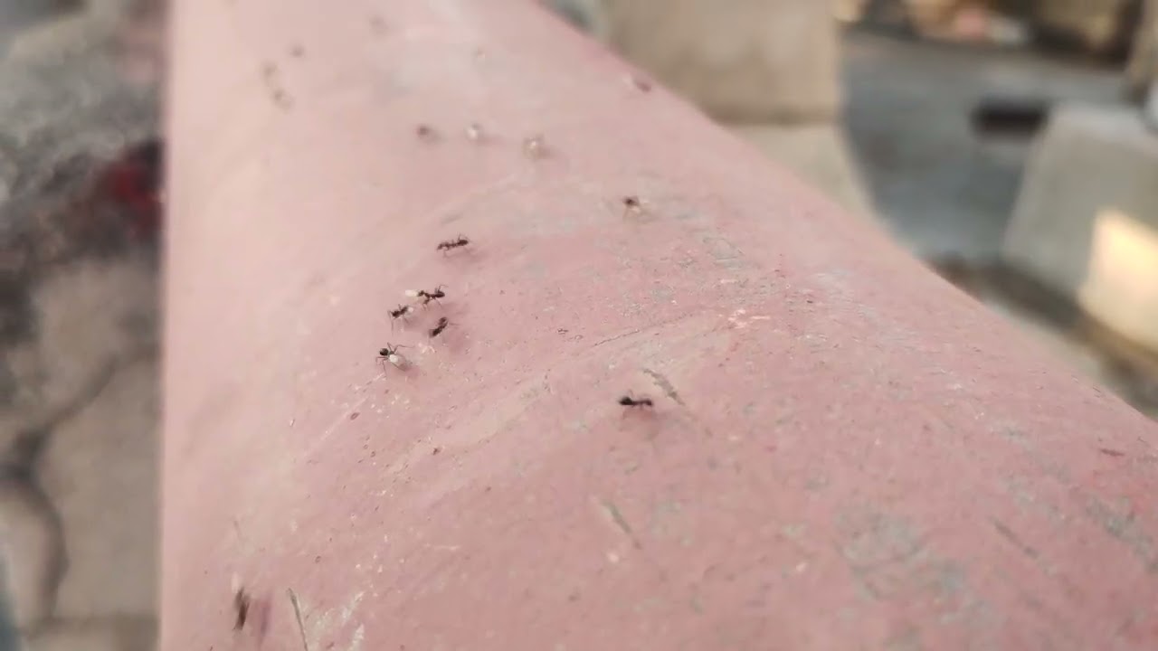 Ants relocating 