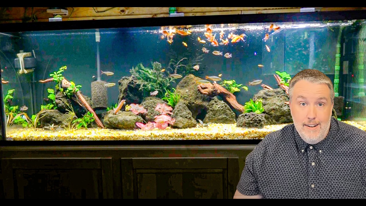 New Expensive Fish I Imported to Breed! Mini Fish Room Tour