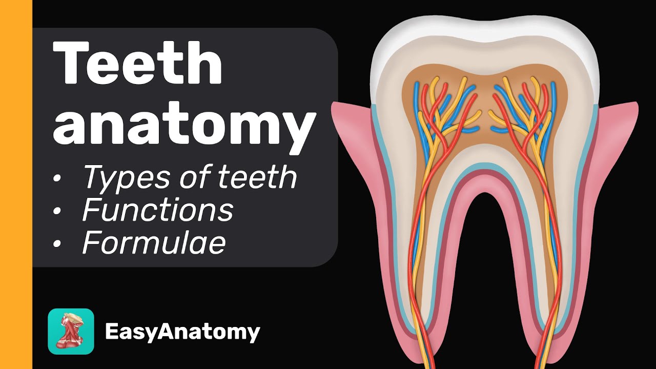 Teeth Anatomy: Structure & Tissues | Types of Teeth | Teeth formulae & Landmarks | Easy Anatomy