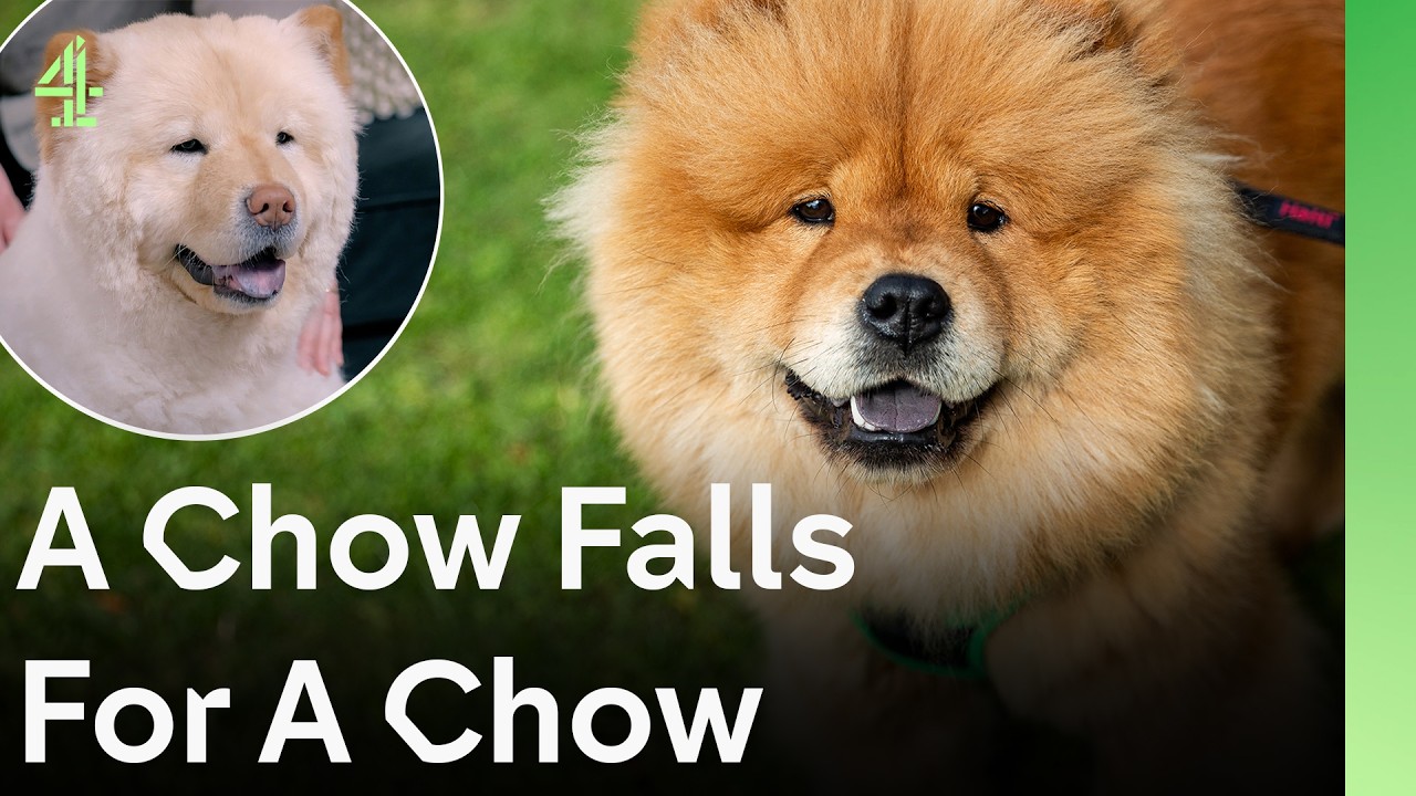 A Chow Chow Love Story | The Dog House 🐶 | Dog Stories