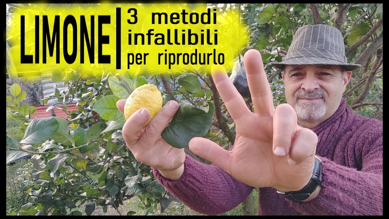 RIPRODURRE IL LIMONE per seme per talea e per margotta