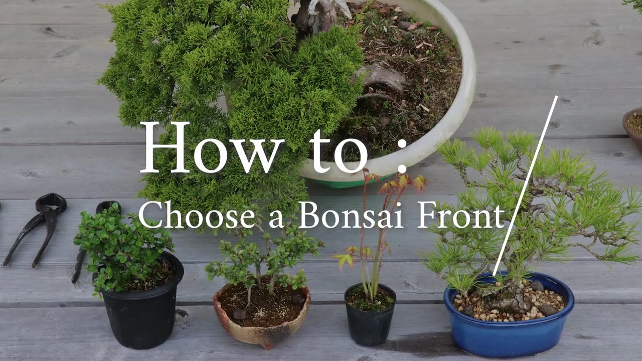 How to: Choose a Bonsai Front II Wazakura Japan