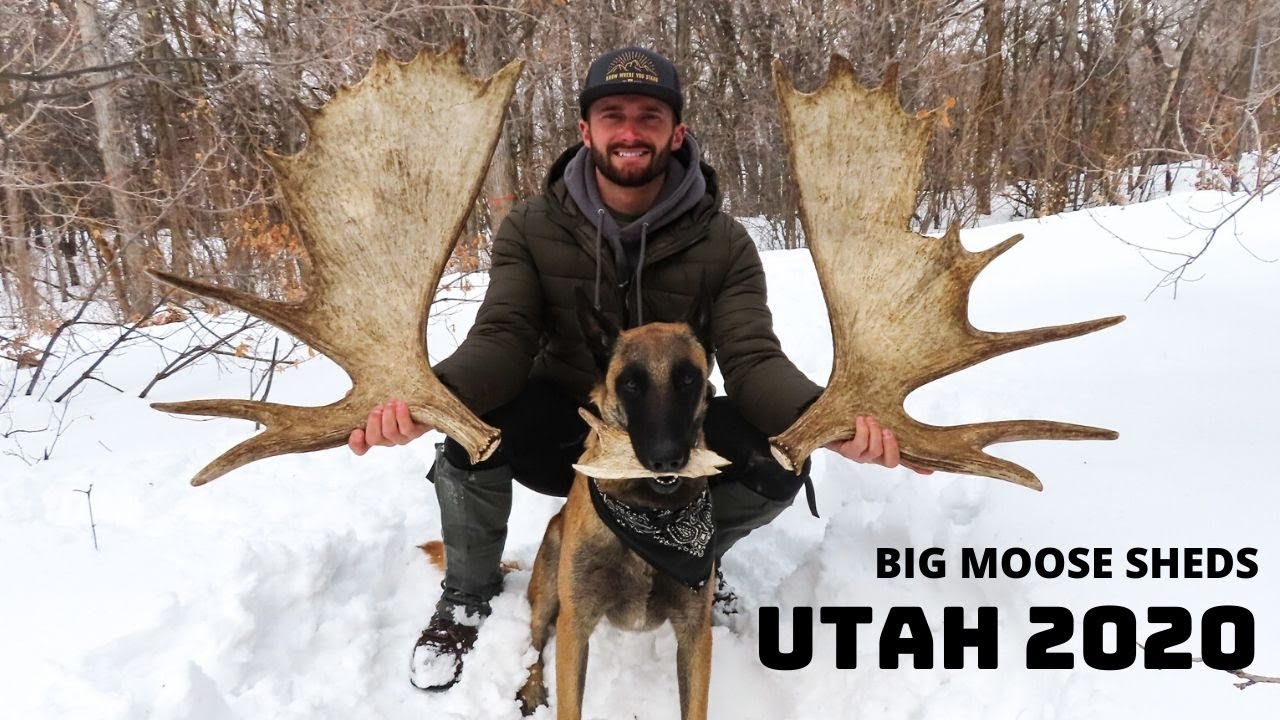 BIG UTAH MOOSE SHEDS! 22 DAY ADVENTURE FOR 