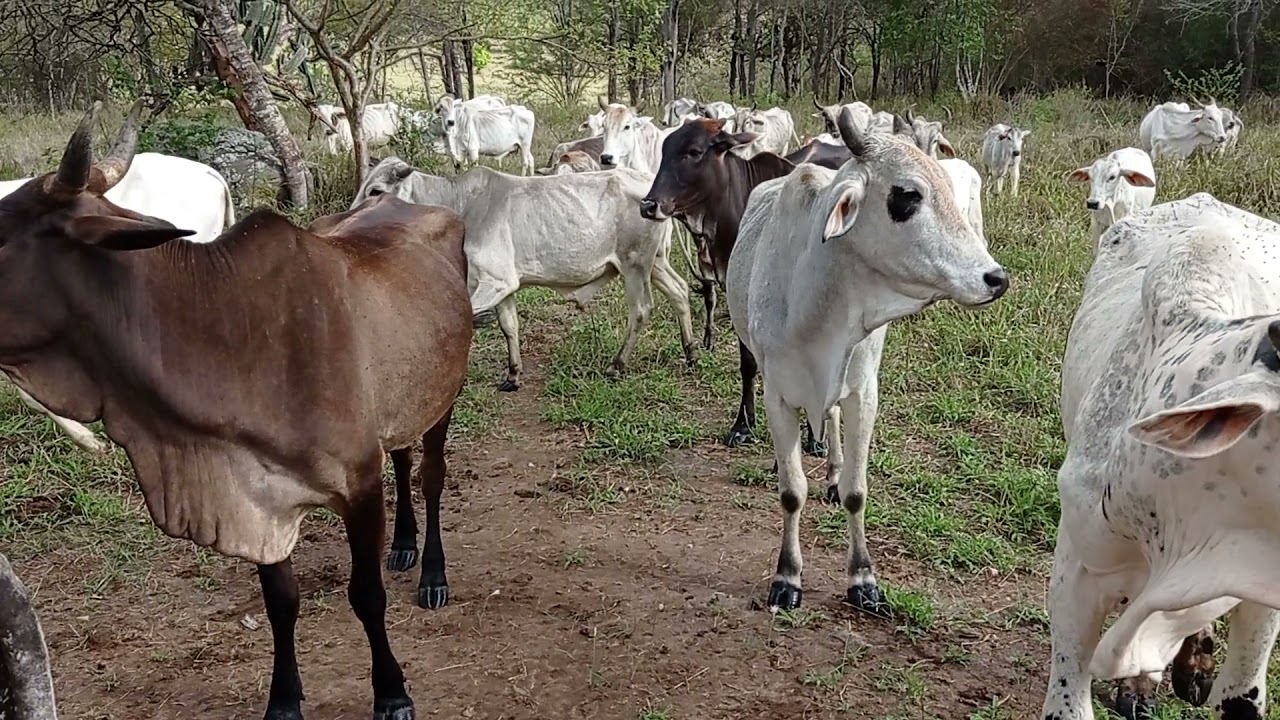 VAQUEIRO CHAMANDO GADO