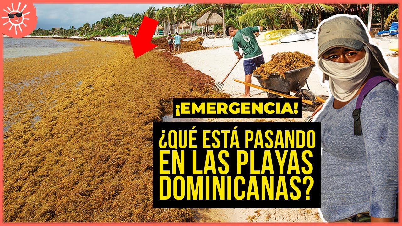 La crisis actual del SARGAZO en Rep Dominicana y el Caribe: &iquest;De donde viene y qu&eacute; se puede hacer?