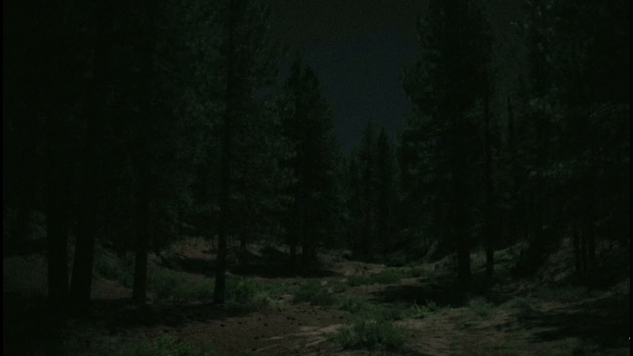 10 Hours Quiet Pine Valley at Night 🌲🌙 | Deep Sleep, Night Sounds, No Wind, No Music