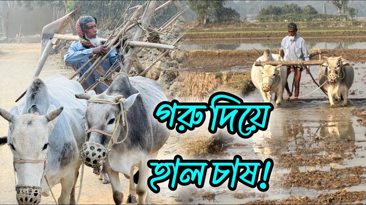 গরু দিয়ে হাল চাষ||দেখুন কিভাবে গরু,লাঙল ও জোয়াল দিয়ে হাল চাষ করা হয়|| Plowing with cows|||Plowing|||