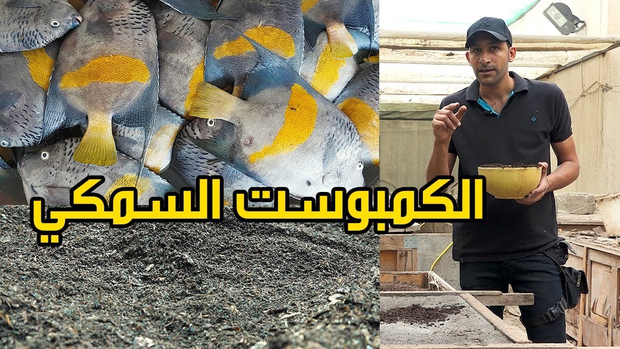 صناعة الكمبوست السمكي How to make fish compost