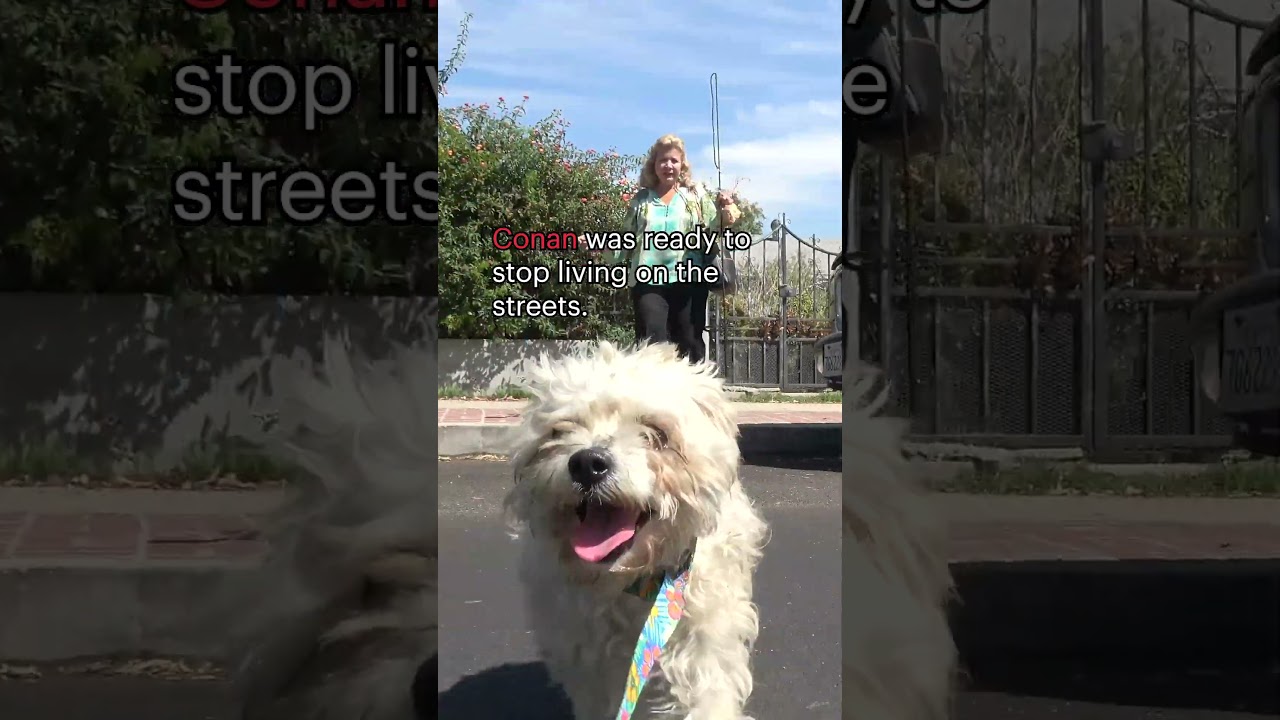 Abandoned dog surrenders in exchange for a cheeseburger. Full rescue video: www.HopeForPaws.org 🍔🐶
