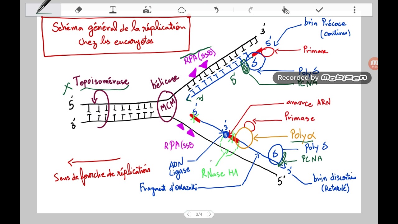 La réplication chez les eucaryotes #génétique #replication #eucaryote