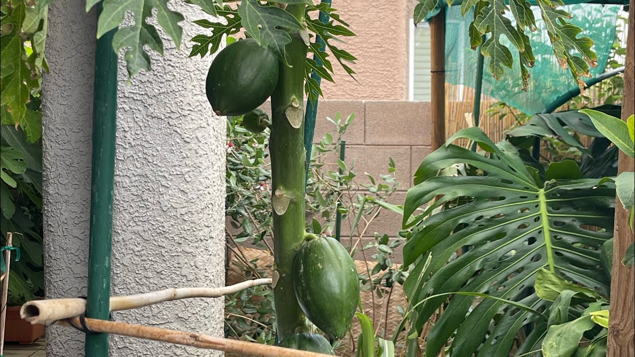 Growing Papayas at Abah Garden Las Vegas