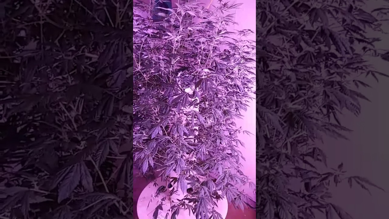 Aeroponic Tower Garden Cannabis Grow 2017 pt4