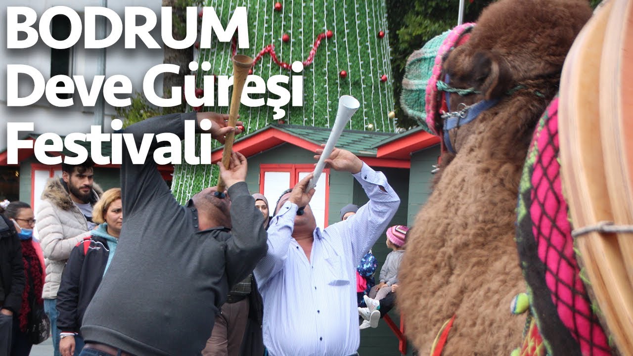 Bodrum Deve Güreşi Festivali