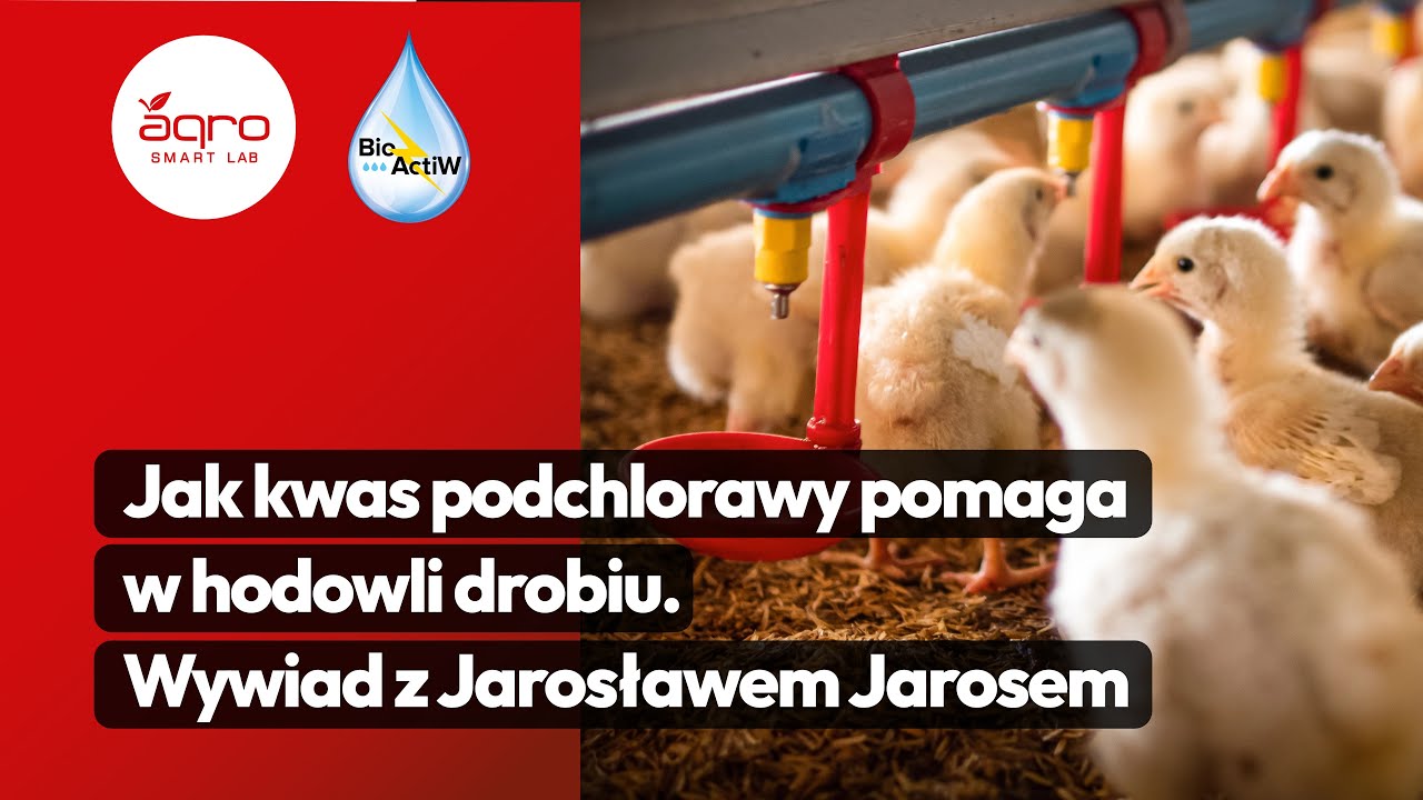 Jak kwas podchlorawy pomaga w hodowli drobiu. Wywiad z Jarosławem Jarosem