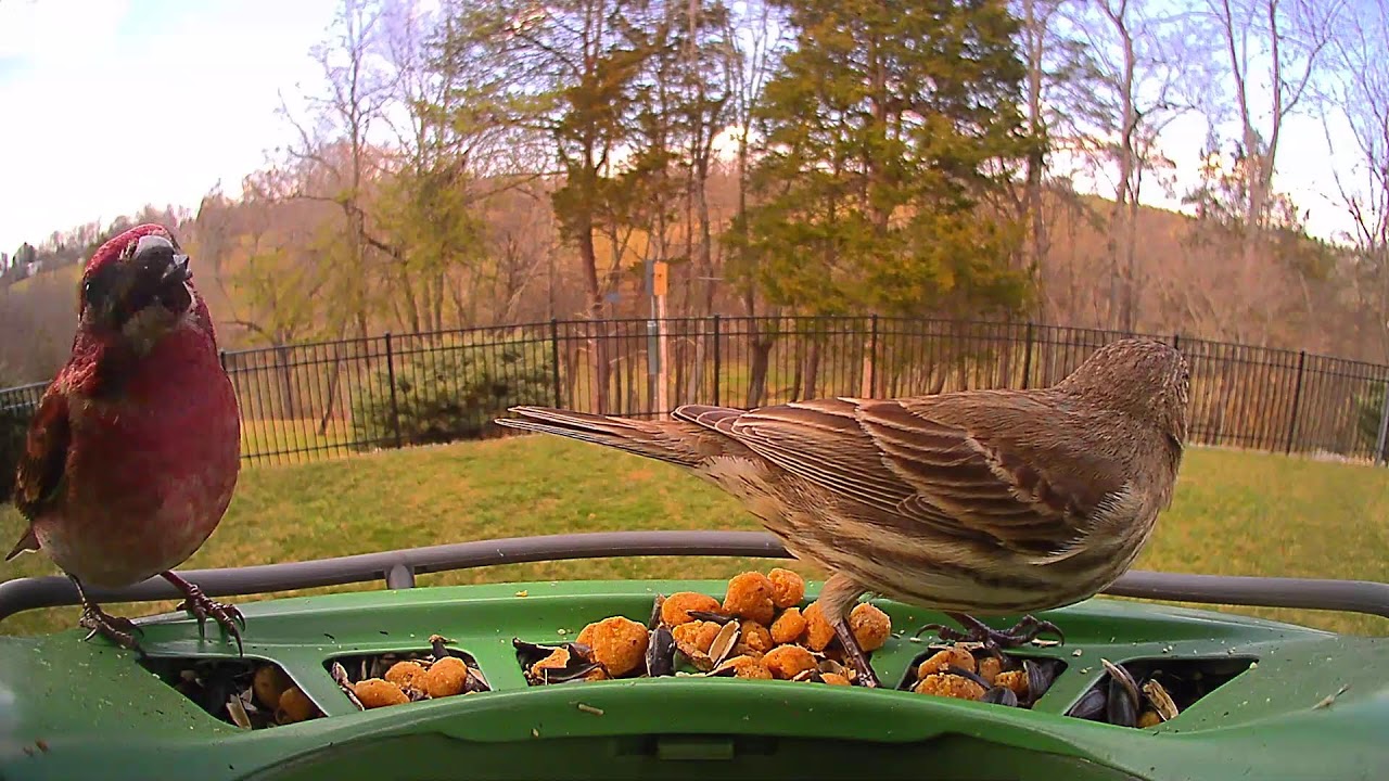 Attempted Birder Live Stream